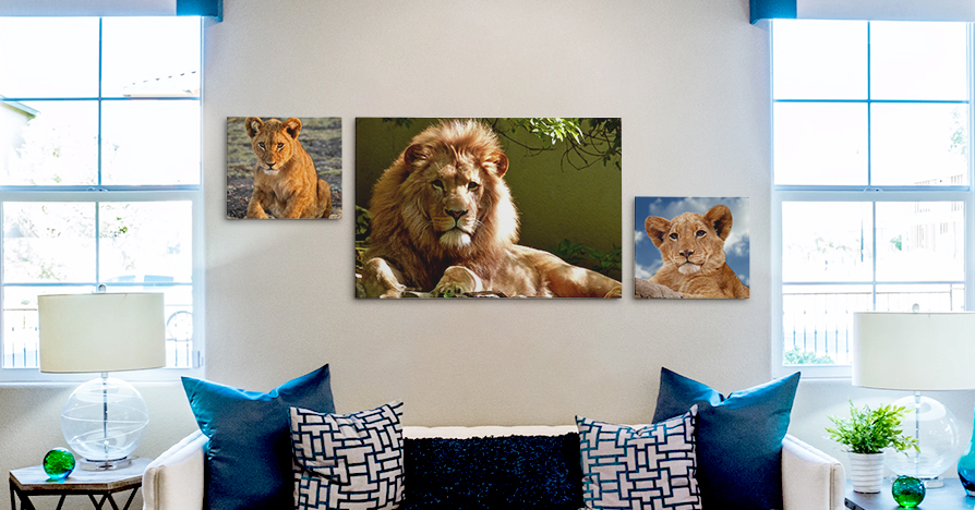 Wall Displays for World Wildlife Day Gift Idea