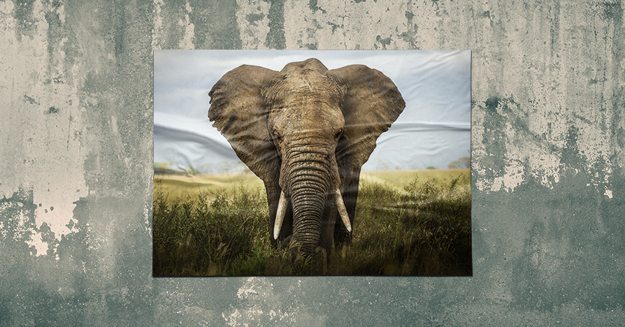 Custom Posters for World Wildlife Day Gift Idea